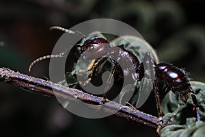 Bullet Ant, real killer insect with extremely potent sting