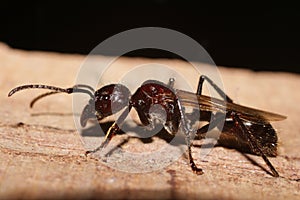 Bullet Ant, real killer insect with extremely potent sting photo