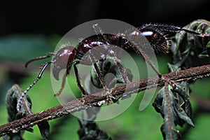 Bullet Ant, real killer insect with extremely potent sting photo