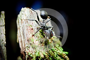 Bullet Ants in the Amazon