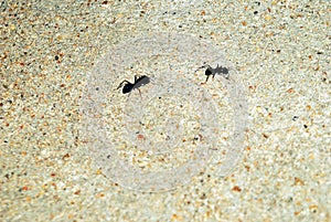 Bullet black ants in concrete wall