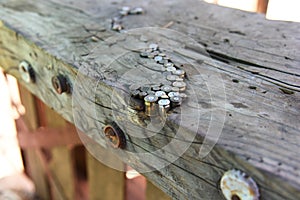 Bullet shell casings embedded in to old wood