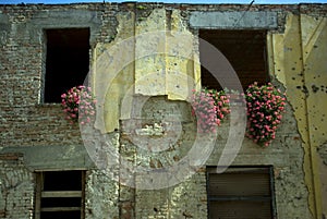 Bullet tracks with flower, Vukovar, Croatia