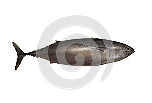 Bullet tuna isolated on a white background with free space for text photo