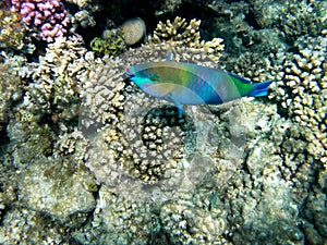 Bullethead parrotfish on a coral reef. Scarus