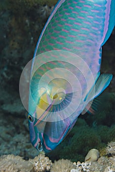 Bullethead parrotfish, foraging the reef.