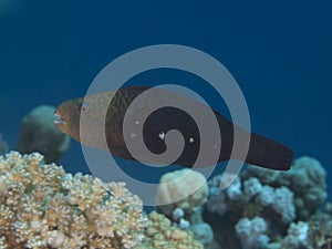 Bullethead parrotfish