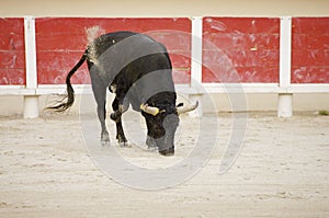 Bullfight