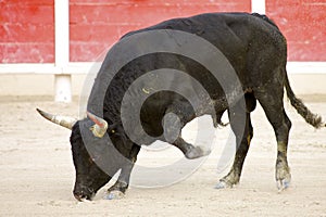 Bullfight in the arena of Saintes Maries de la Mer