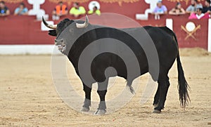 Bullfight in spain with Big black bull in the spanish bullring