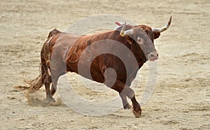 Bullfight in spain with big bull