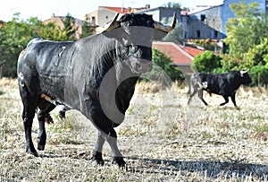 Bullfight in spain with big bull