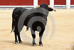 Bullfight in spain with big bull