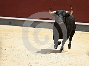 Bullfight in spain with big bull