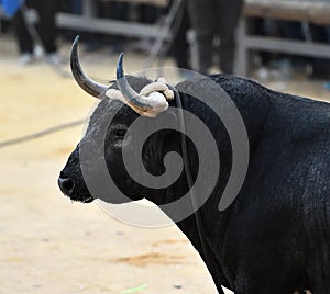 Bullfight photo