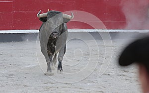 A bullfighter and a bull