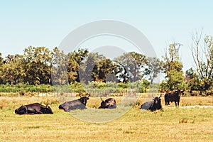 Bullfighting black bulls at Camargue Park on delta Rhone River
