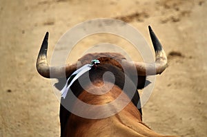 Bullfighting in spain with big bull