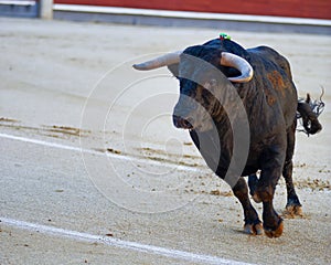 Bullfighting. Spanish Fiesta photo