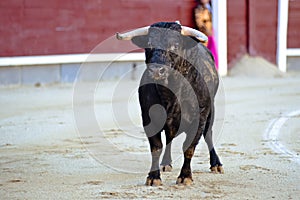 Bullfighting. Spanish Fiesta photo