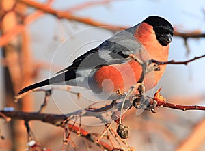 Bullfinch