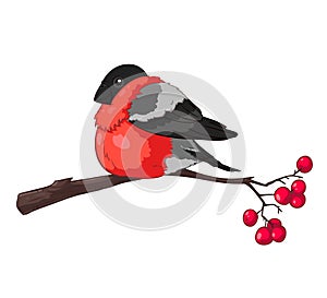 Bullfinch