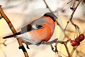 Bullfinch