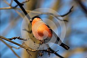 Bullfinch.