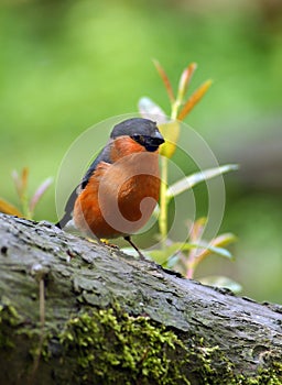 Bullfinch