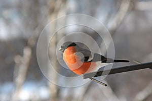 Bullfinch