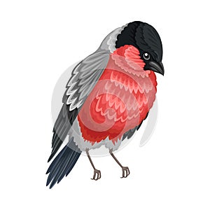 Bullfinch as Warm-blooded Vertebrates or Aves with Feathers and Toothless Beaked Jaw Vector Illustration