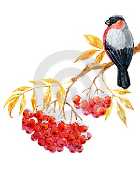 Bullfinch and ashberry