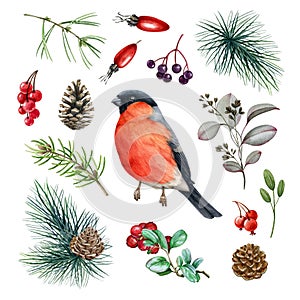 Bullfinch bird forest set. Watercolor illustration. Hand drawn small cute bullfinch bird, fir tree branch, cone, red