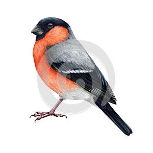 Bullfinch bird painted watercolor illustration. Hand drawn Pyrrhula pyrrhula bright Eurasian avian. Realistic bullfinch