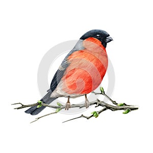 Bullfinch bird on a spring branch. Watercolor illustration. Hand drawn bright pyrrhula pyrrhula eurasian avian. Small