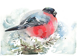 Bullfinch Bird Watercolor Winter Illustration Hand Painted