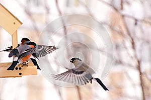 Bullfinch birds fly around the feeder