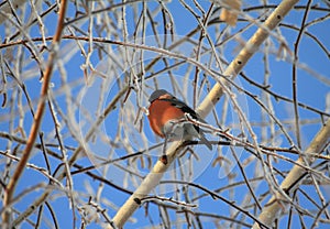 Bullfinch on a branch