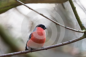 Bullfinch