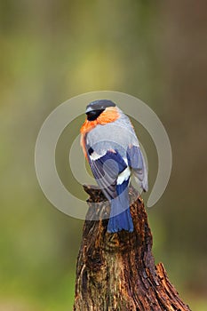 The bullfinch, common bullfinch or Eurasian bullfinch  Pyrrhula pyrrhula sitting on the branch with green background. Passerine