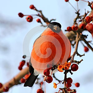 Bullfinch eating apples