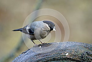 Bullfinch feeding on a knotty log