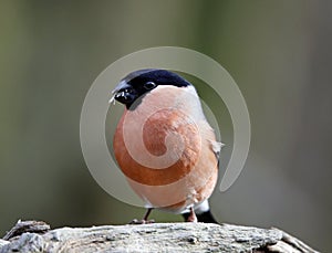 Bullfinch feeding on a knotty log