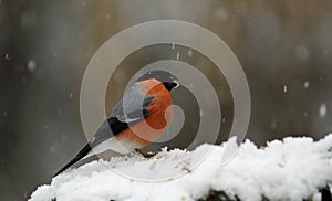 Bullfinch feeding on a knotty log