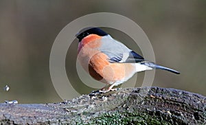 Bullfinch feeding on a knotty log