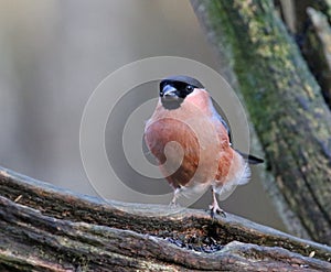 Bullfinch feeding on a knotty log