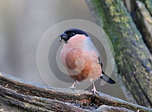 Bullfinch feeding on a knotty log