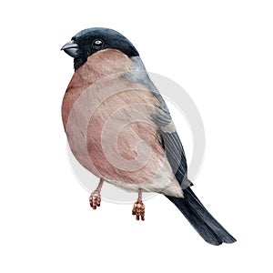 Bullfinch female bird painted watercolor illustration. Hand drawn Pyrrhula pyrrhula Eurasian avian. Realistic bullfinch