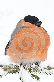 Bullfinch, male (Pyrrhula pyrrhula)