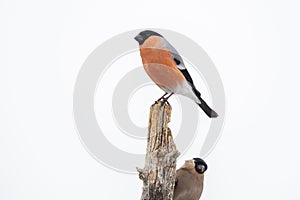 Bullfinch, Northern Bullfinch. Pyrrhula pyrrhula